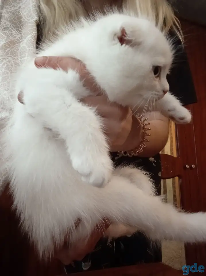 Шотландские котята, фотография 4