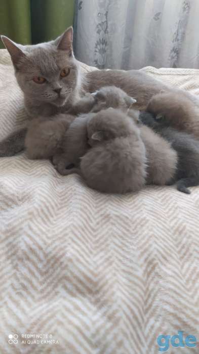 Британские котята, фотография 3