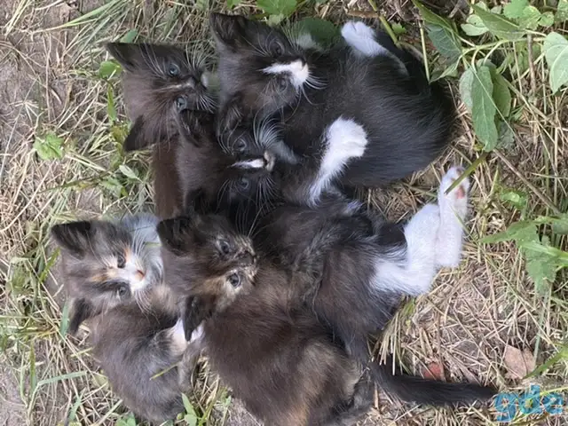 Котята ищут дом, фотография 2