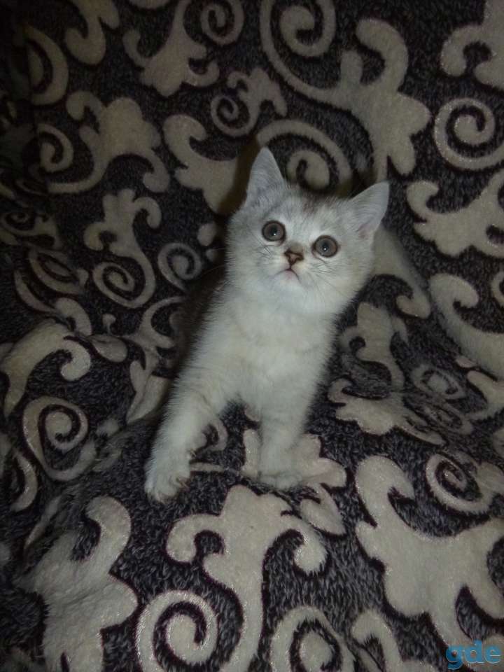 Очаровательные шотландские котята, фотография 3