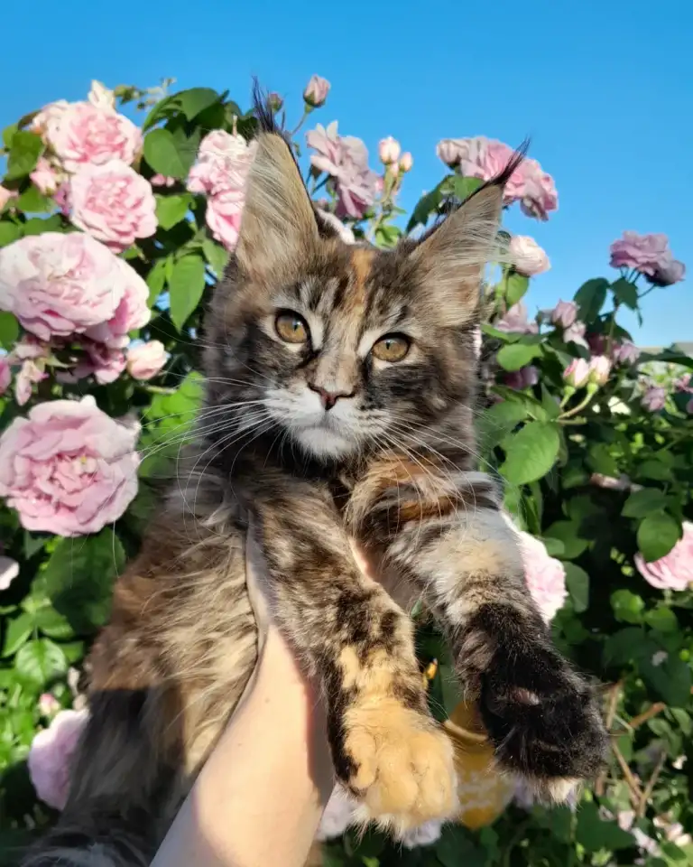 Мейн кун, фотография 6