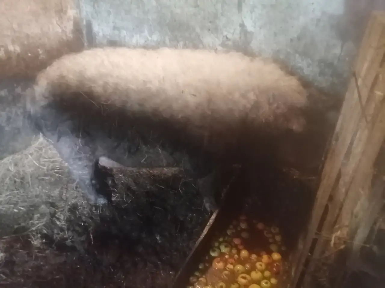 Дамашний кабан, крипторг., фотография 3