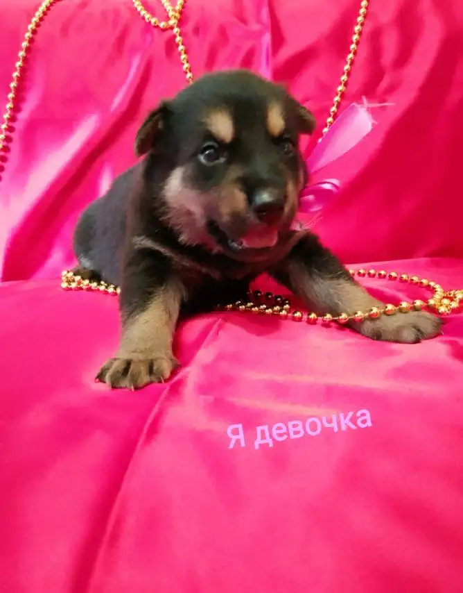 5 Щенят в поиске дома!, фотография 9