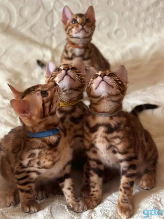 Бенгальские котята, фотография 3