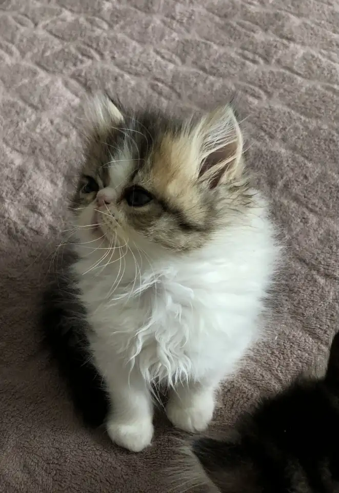 Продам персидских котят, фотография 3