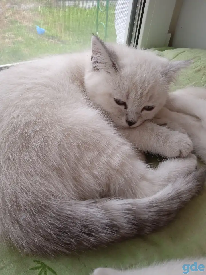 Шотландский котенок, фотография 1