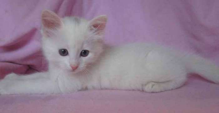 КОТЯТА, фотография 2