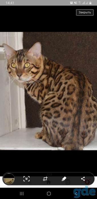 Бенгальский  котик, фотография 2