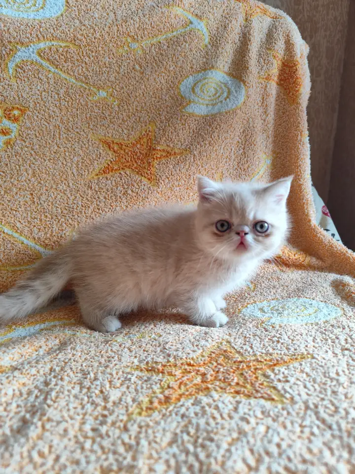 Экзотические котята, фотография 3