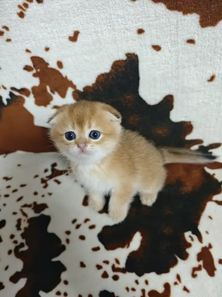 Шотландские котята, золотая шиншилла, фотография 2