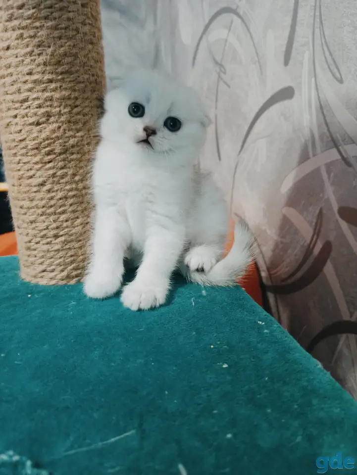 Шотландский котенок, фотография 2