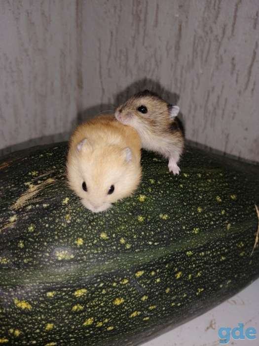 Хомяк джунгарский, фотография 1