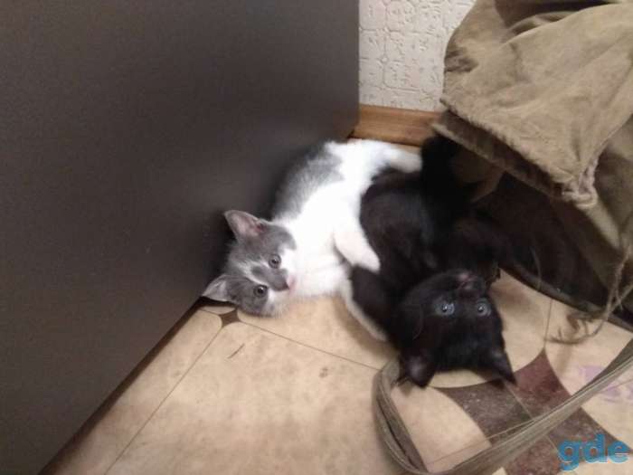 Котята в хорошие руки, фотография 3