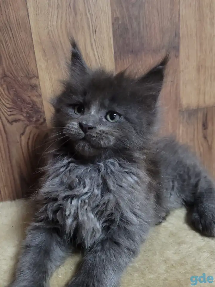 Котята Мейн-кун, фотография 2