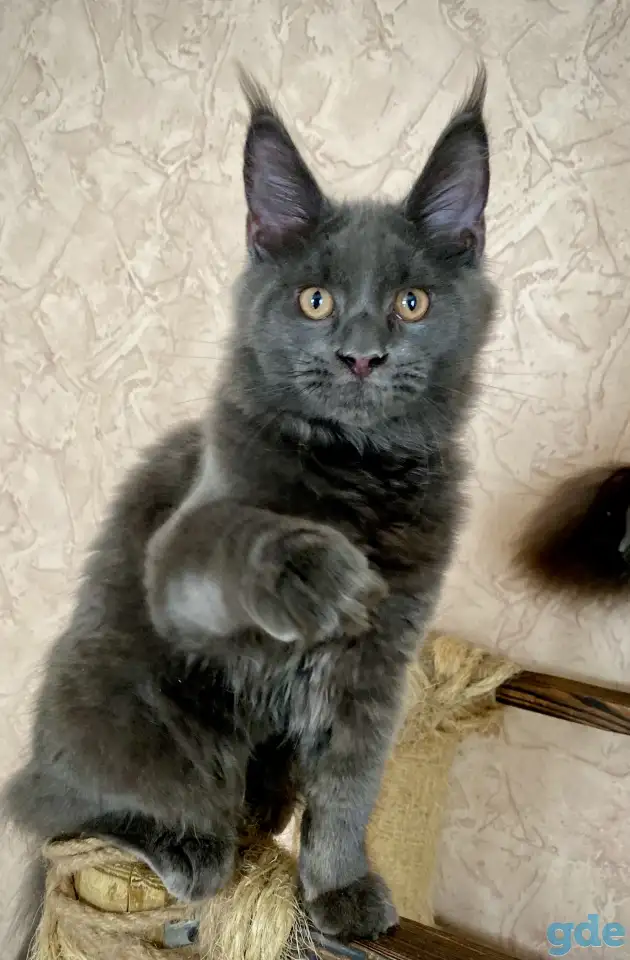Котята Мейн Кун из Профессионального питомника, фотография 11