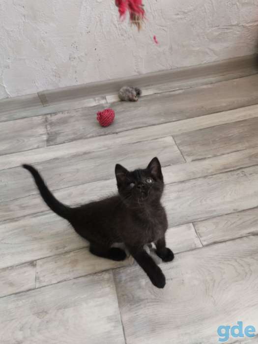 Котенок ищет дом, фотография 1