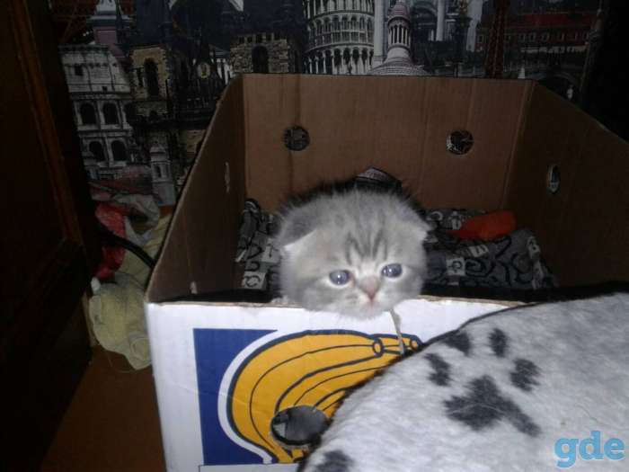 Шотландские котята, фотография 4