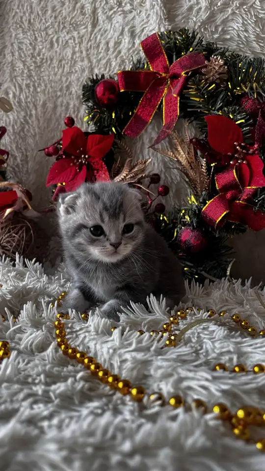 Котята шотландские, фотография 6