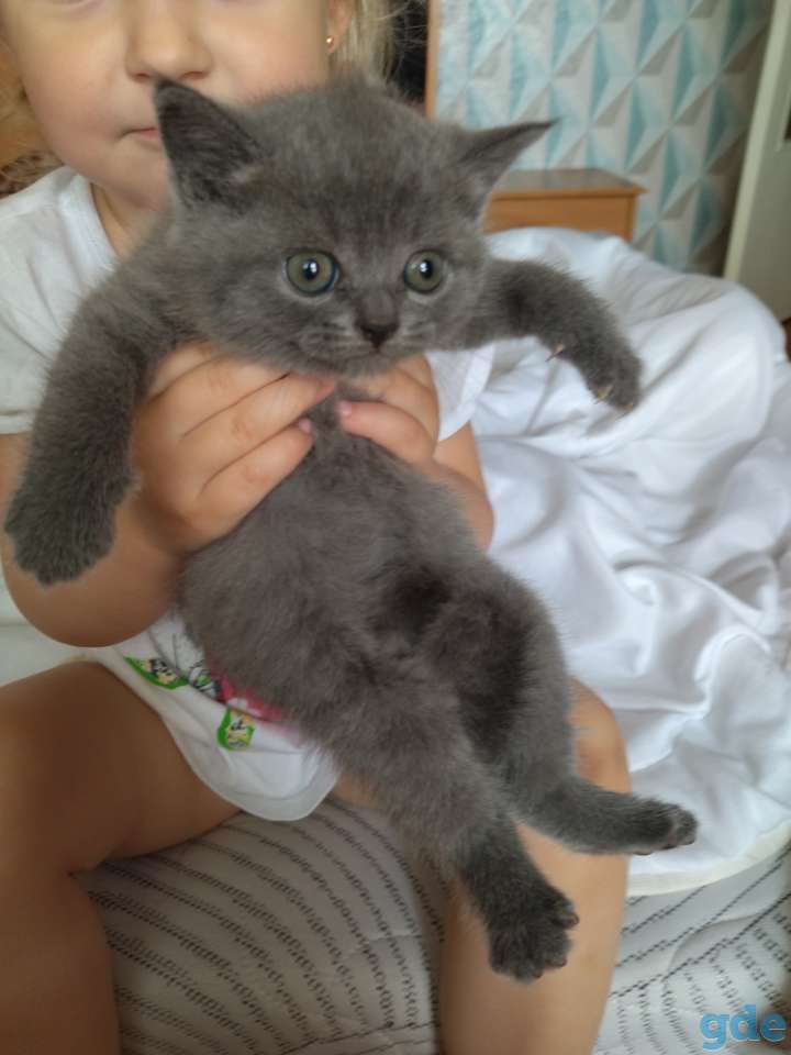 Чистокровные британские котята, фотография 2