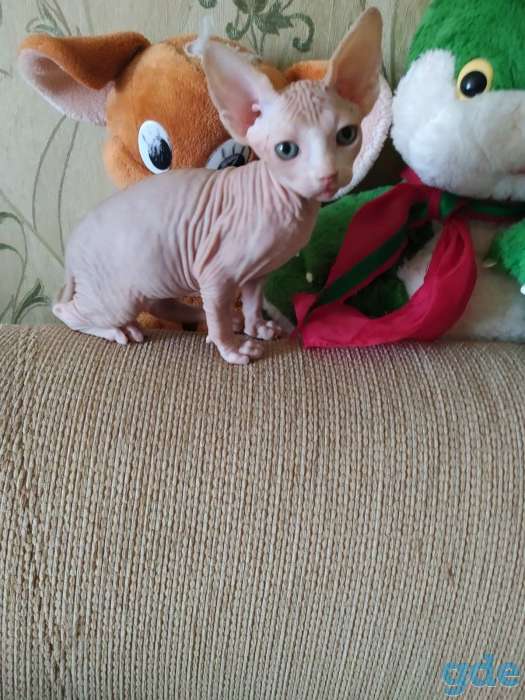 Котята канадского сфинкса, фотография 3