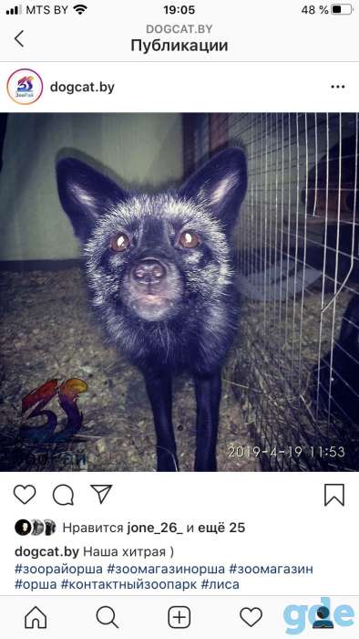 Продаётся лиса чернобурка, фотография 1