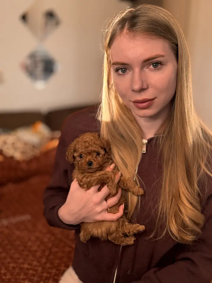 Мальтипу ф1 мини и микро элита разведения, фотография 12