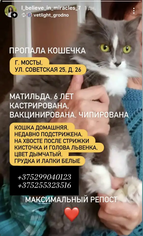 Пропала кошка Матильда, фотография 1