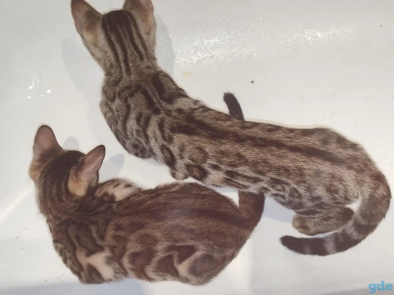 Продам бенгальских котят, фотография 2