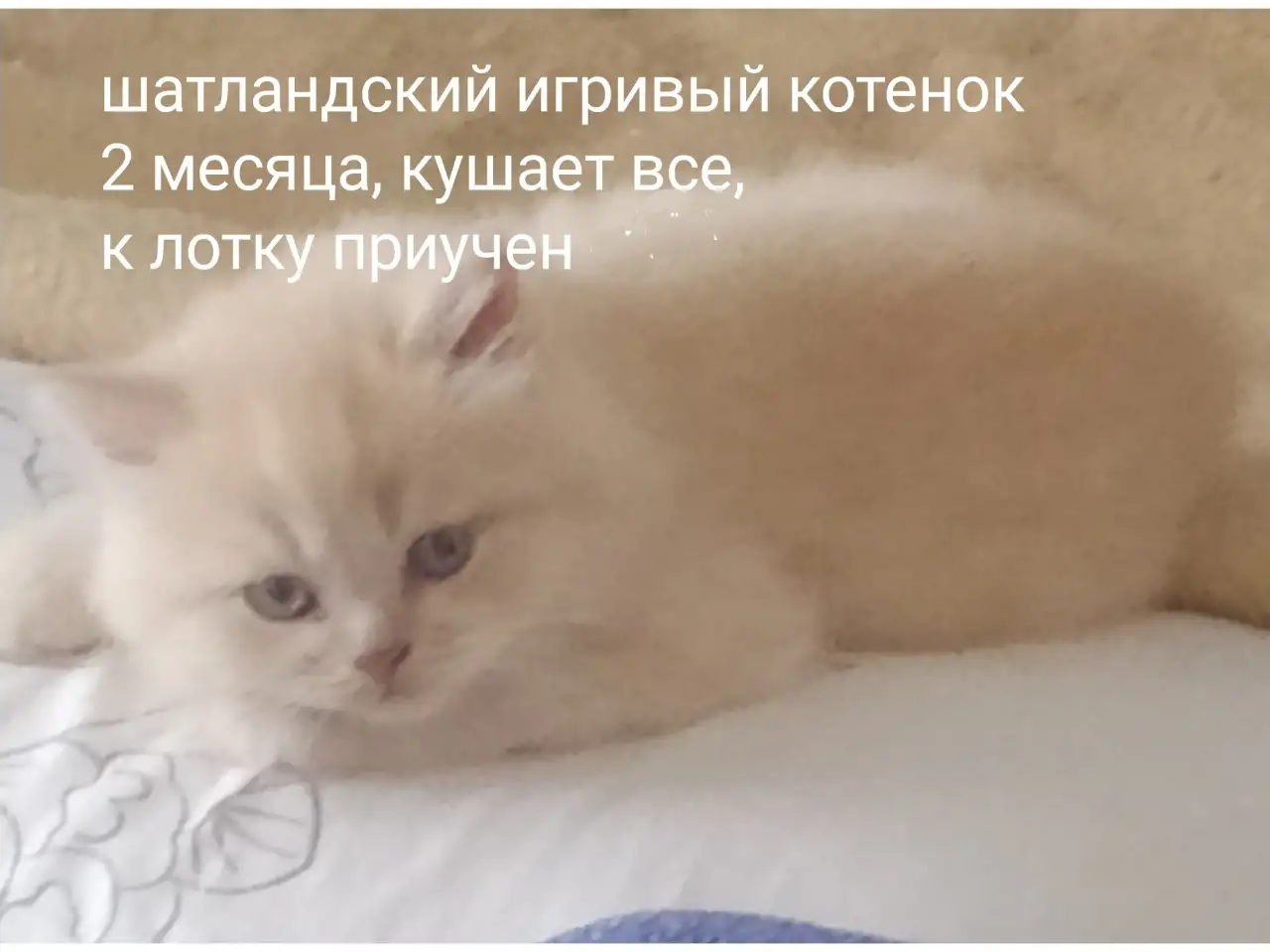 Кот, фотография 1