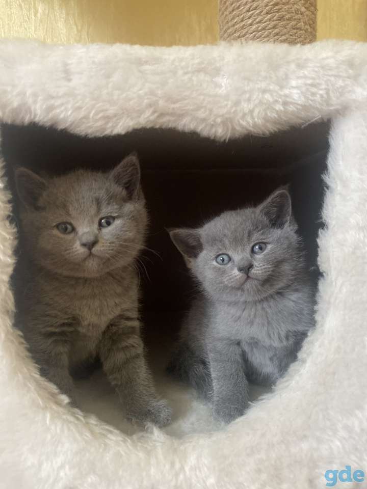 Британские котята, фотография 2