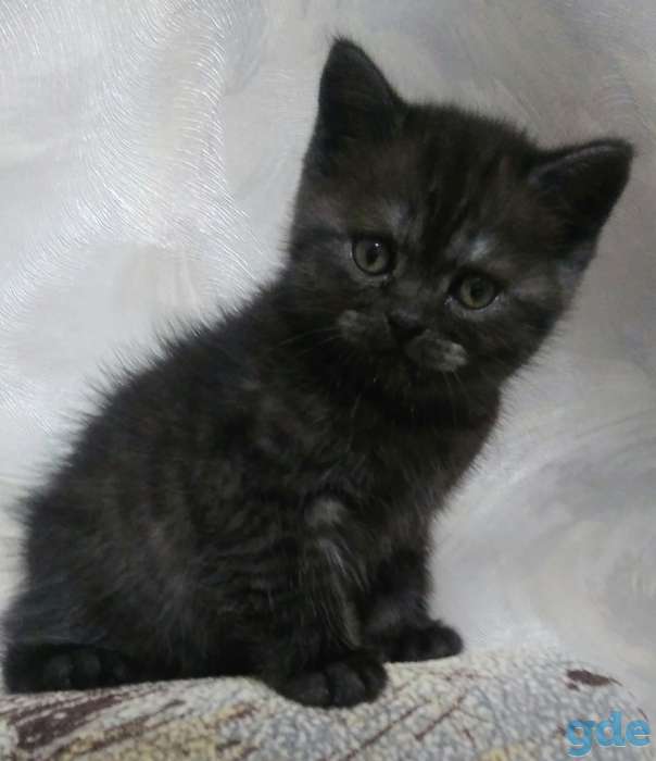 Котята, фотография 2