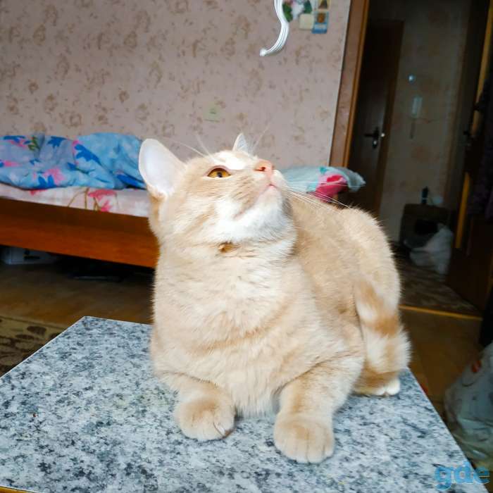 Котёнок 6 мес, фотография 1