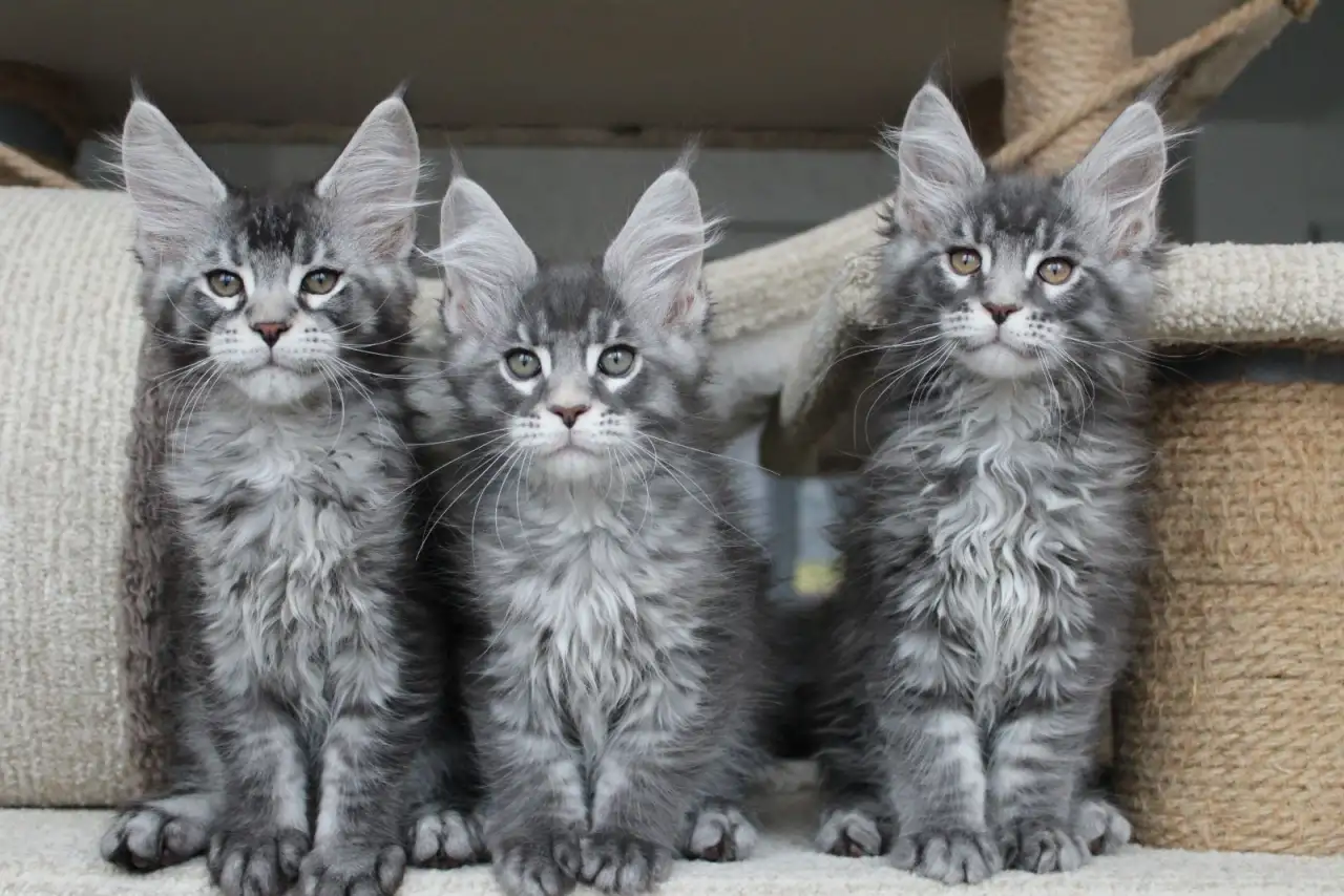 Котята мейн кун ждут Вас!, фотография 8