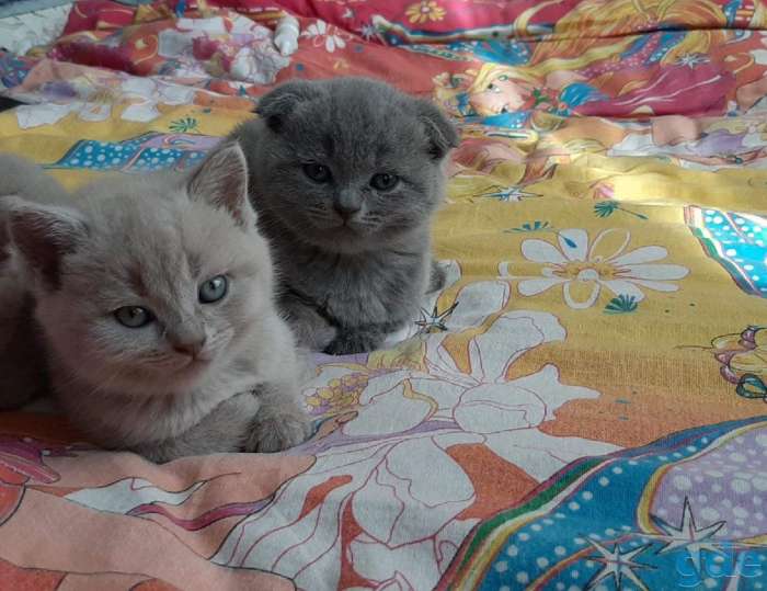 Продам породистых шатландских вислоухих котят, фотография 4