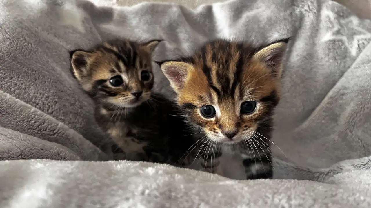 Котята помесь папа Мейн-Кун мама Шотландская скоттиш-страйт, фотография 3