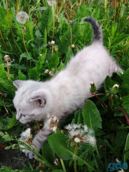 Котенок в добрые руки, фотография 2