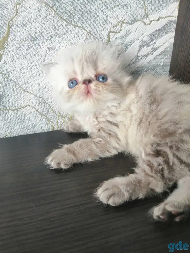 Персидские котята, фотография 1