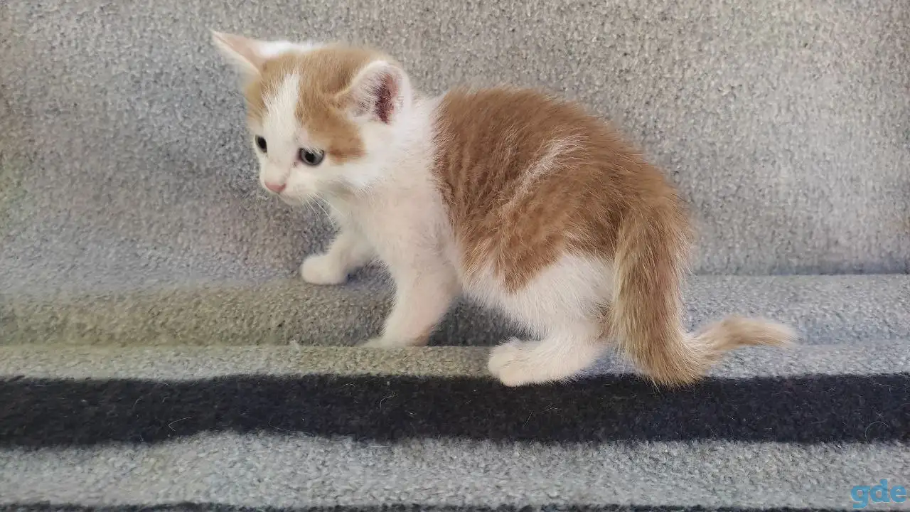 Котята, фотография 3