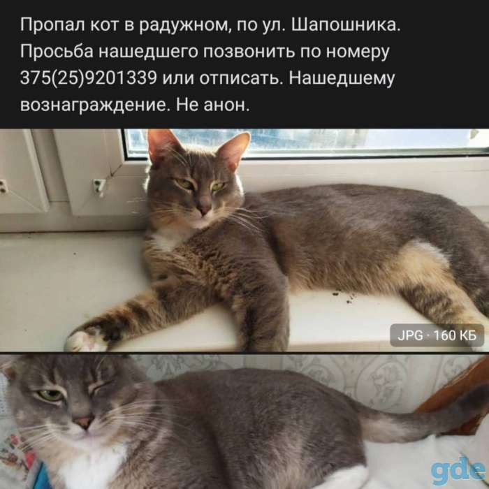 Пропал кот  , зовут Тима, фотография 1
