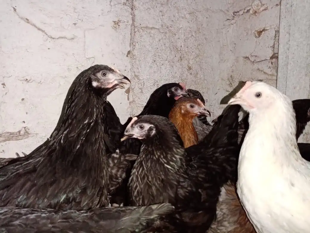 Продам кур несушек, фотография 1