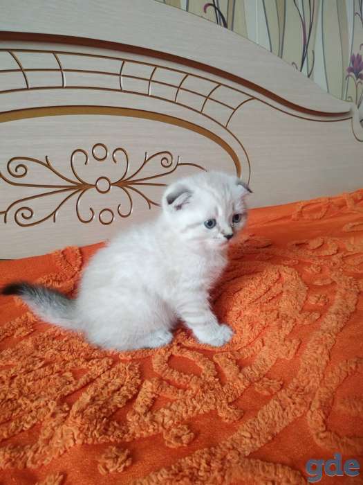 Шотландских породистых котят, фотография 2