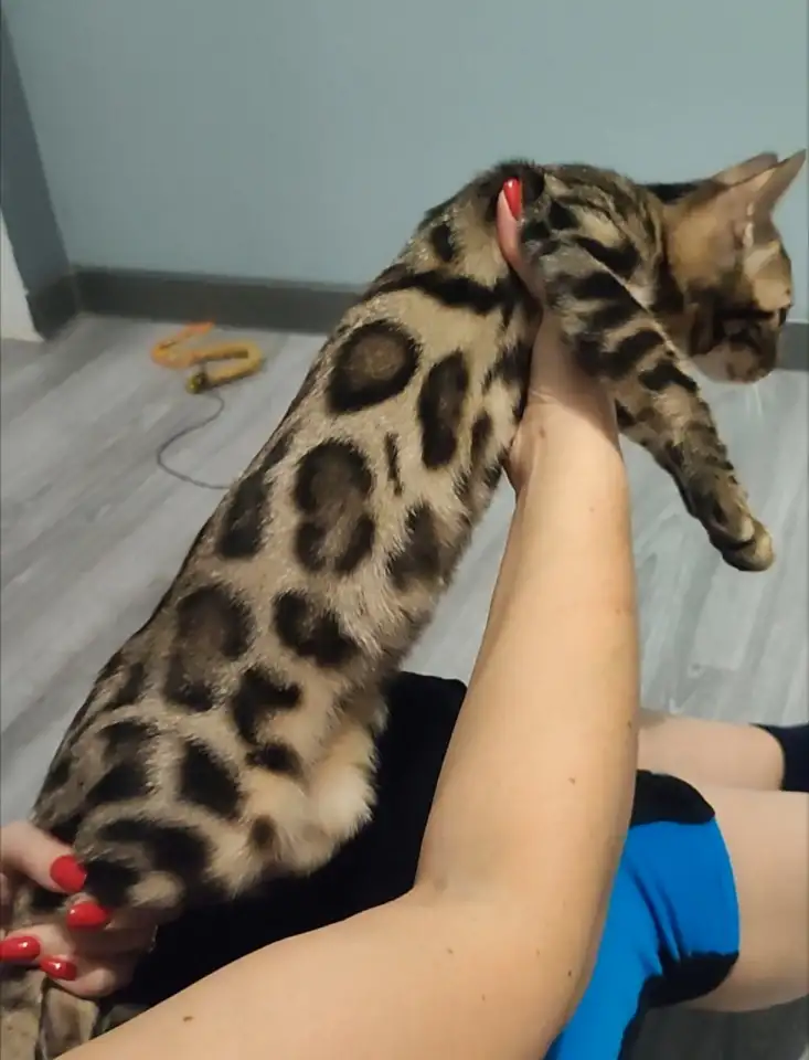 Бенгальский котенок девочка, фотография 6