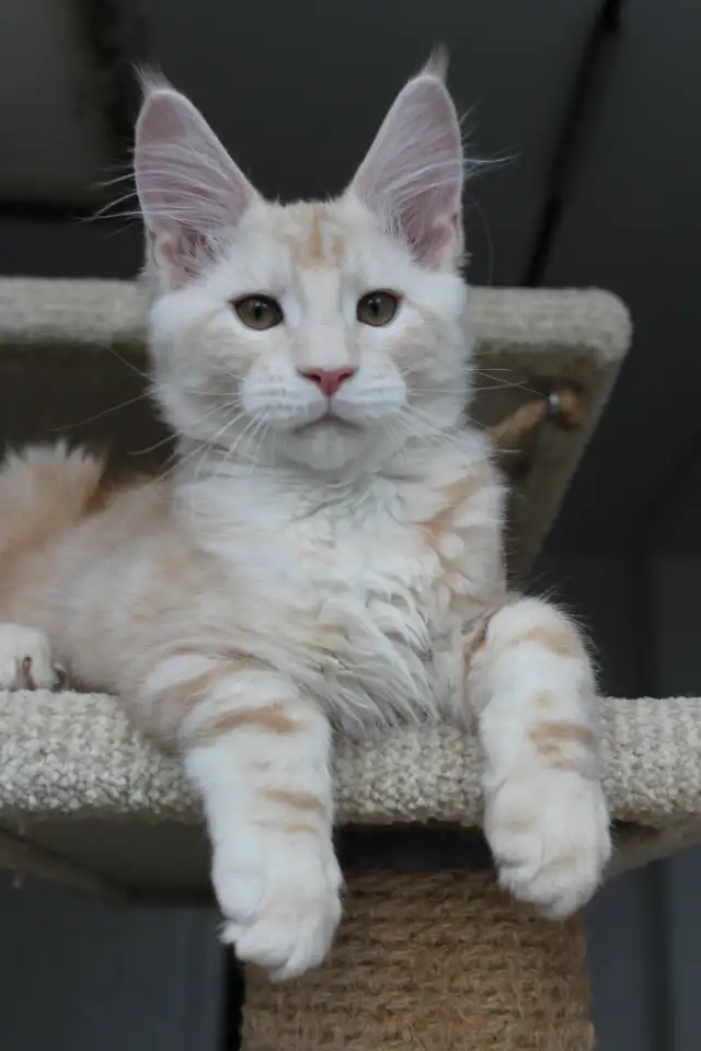 Мейн-кун котенок!, фотография 6