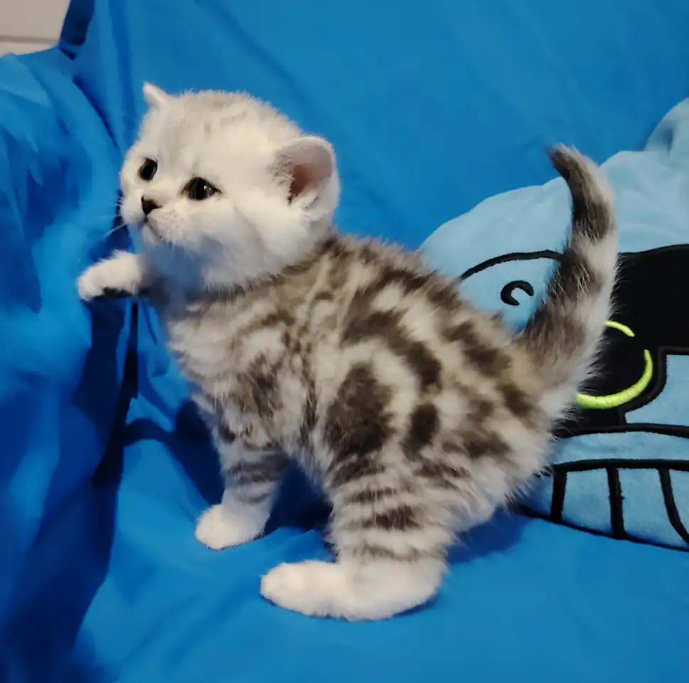 Котенок шотландский кошечка., фотография 2