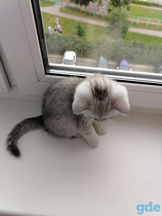 Котёнок, фотография 5