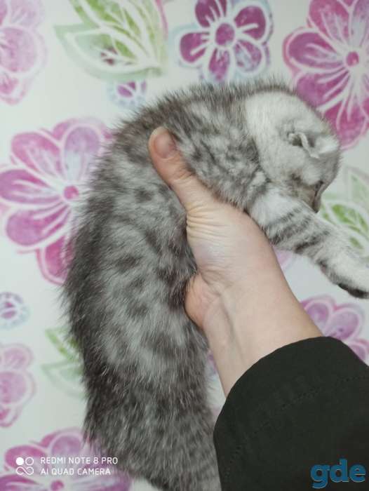 Котята, фотография 3