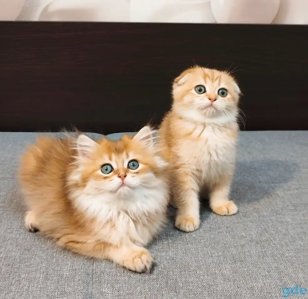 Шотландский мальчик, фотография 7