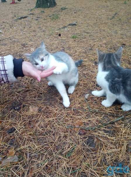 Котята ищут дом или передержку, фотография 2