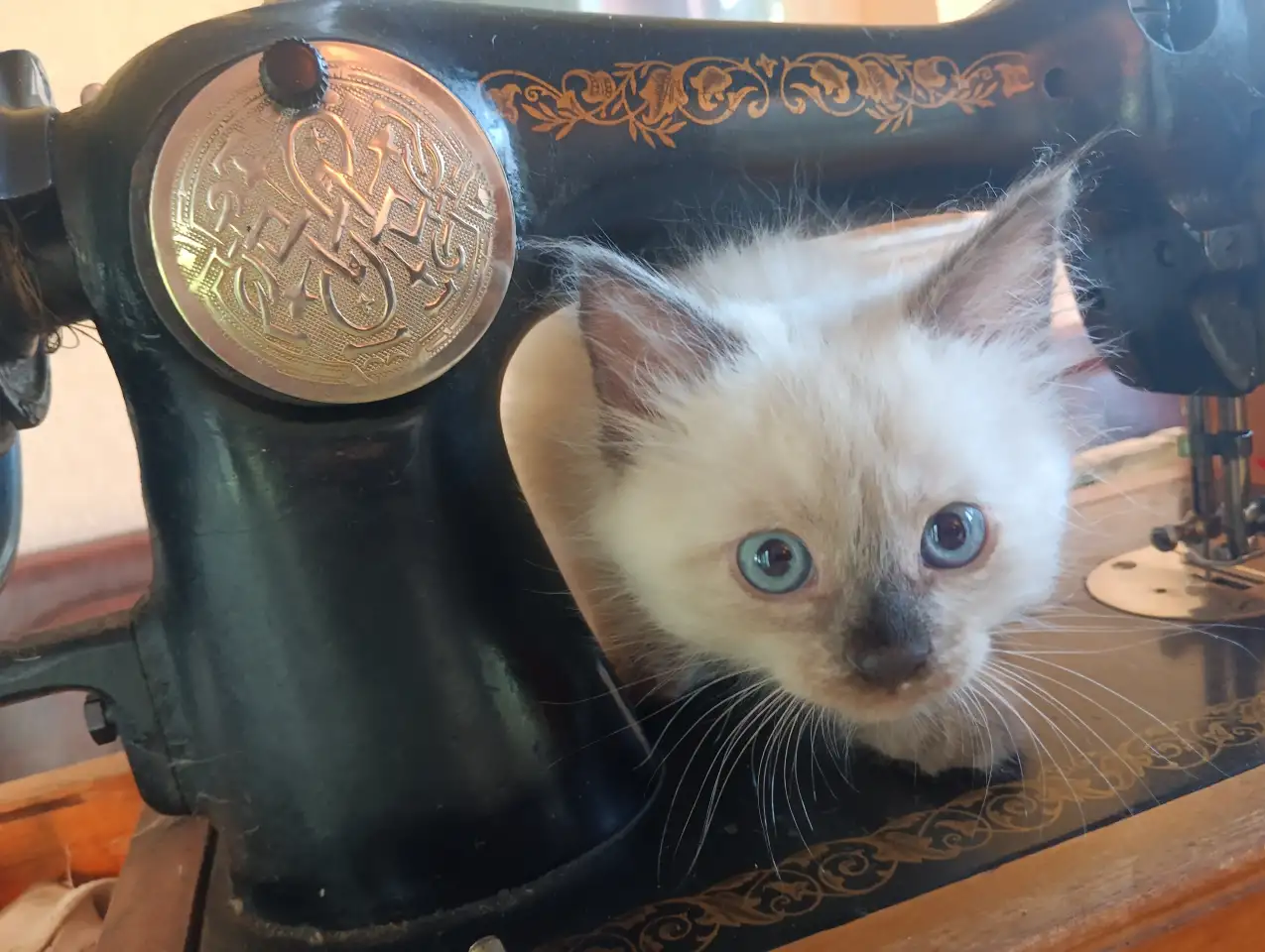 Продам котят, фотография 1