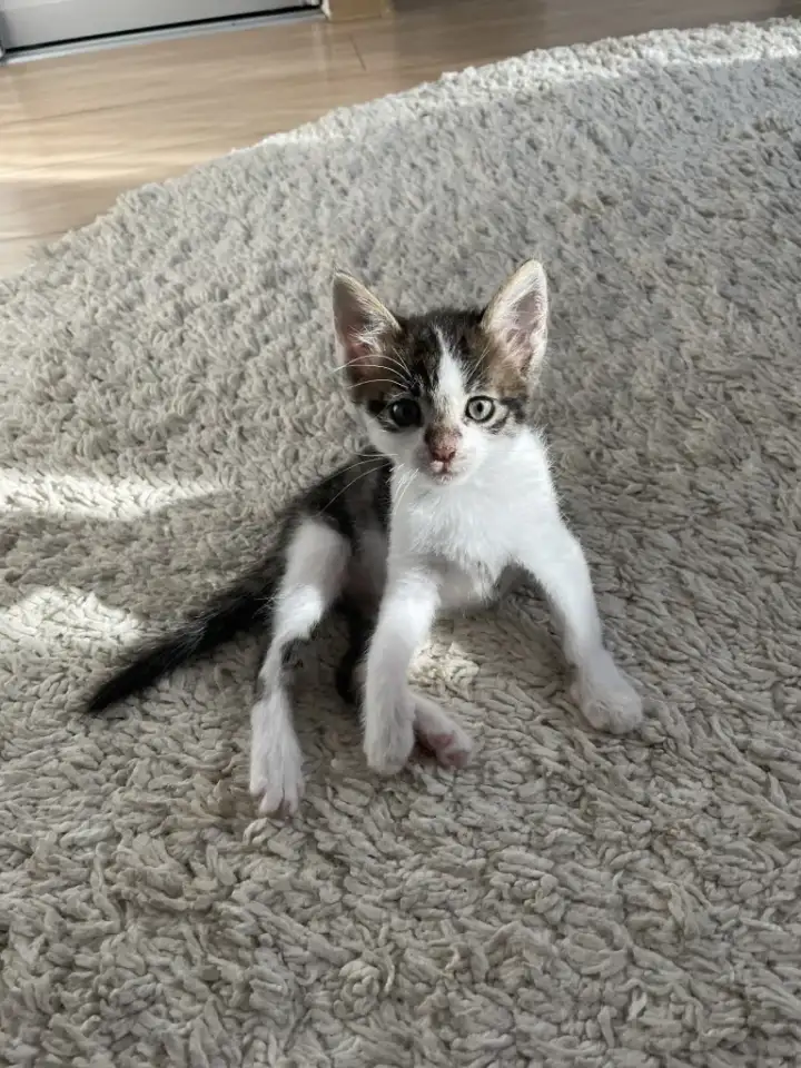 Отдам котенка в добрые руки, фотография 1